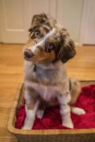 size: 12x8in Photographic Print: Four month old Red Merle Australian Shepherd puppy sitting in a basket with her head cocked. by Janet Horton : Red Merle Australian Shepherd Puppy, Red Merle Australian Shepherd, Merle Australian Shepherd, Puppy Sitting, Cute Dogs Images, Australian Shepherd Puppy, Very Cute Puppies, Cute Small Animals, Cute Dog Photos