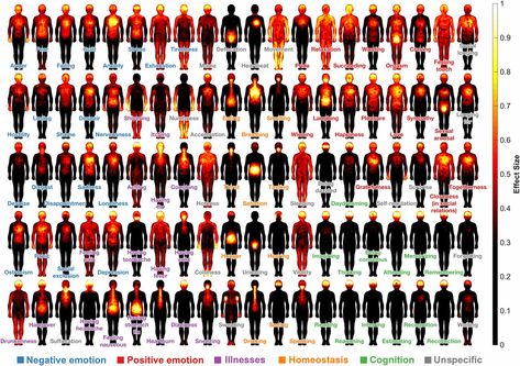 Maps of subjective feelings | PNAS 21 Weeks Pregnant, Heat Map, Body Map, Positive Emotions, Pregnancy Week By Week, Les Sentiments, Feelings And Emotions, Human Emotions, Body Heat