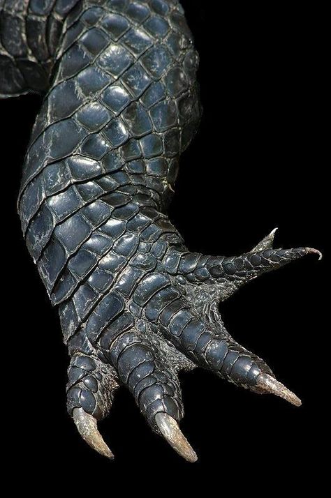 Texture Reference - Album on Imgur Crocodile Reference Photo, Six Legged Dragon, 6 Legged Creature, Alligator Reference, Claw Reference, Crocodile Photo, Alligator Wrestling, Dragon Paws, Lizard Scales