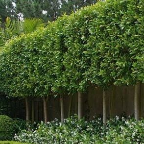 Yew Hedge Border, Pleached Hedge, Hedging Ideas, Buxus Hedge, Ficus Hedge, Yew Hedge, Privet Hedge, Pleached Trees, Privacy Hedges