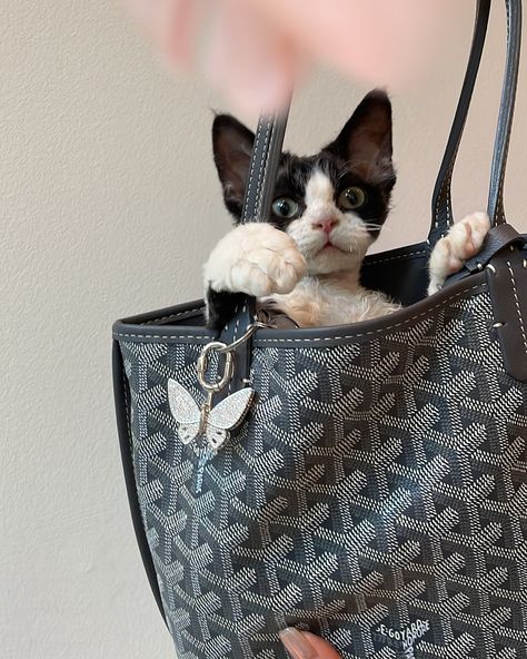 Devon Rex is the best model to showcase our bag charm. Butterfly charm looks stunning on Goyard too!!! Check out how perfectly it complements this Goyard bag. ❤️ #devonrex #devon #cat #goyard #goyardbag #stlouis #goyardanjou #minianjou #fluffy #fluffycat Goyard Aesthetic, Goyard Bag, Devon Rex, Fluffy Cat, Best Model, Butterfly Charm, Devon, St Louis