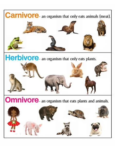 Carnivore, Herbivore & Omnivore ~ Anchor Chart * Jungle Academy Omnivores Animals Pictures, Carnivore And Herbivore Activities, Omnivores Carnivores Herbivores, Carnivorous Animals For Kids, Herbivores Animals Worksheet, Carnivorous Animals Chart, Omnivore Carnivore Herbivore Worksheet, Carnivore Omnivore Herbivore Activities, Carnivore Herbivore Omnivore Worksheets