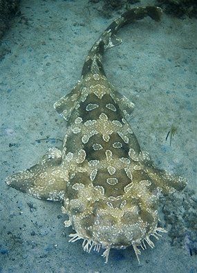 Wobbegong Shark, Types Of Sharks, Australian Fauna, Cool Sharks, Cele Mai Drăguțe Animale, See World, Deep Sea Creatures, Underwater Life, Water Life