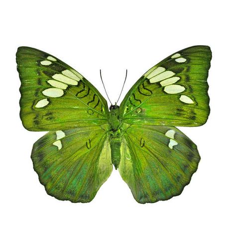 Green butterfly (Grand Duchess, Euthalia patala) | 21 Unbelievable Photos Of Symmetry In Nature Felted Butterfly, Butterflies Tattoos, Aesthetic Butterflies, Butterflies Aesthetic, Color Experiment, Green Butterflies, Hijau Mint, Moth Caterpillar, Butterfly Butterfly