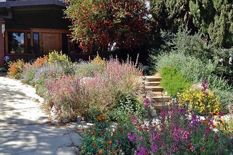 California Native Landscape, Craftsman Landscaping, Rose Companion Plants, Los Angeles Landscape, Native Plant Garden, Native Plant Landscape, California Native Garden, California Native Plants, Native Plant Gardening