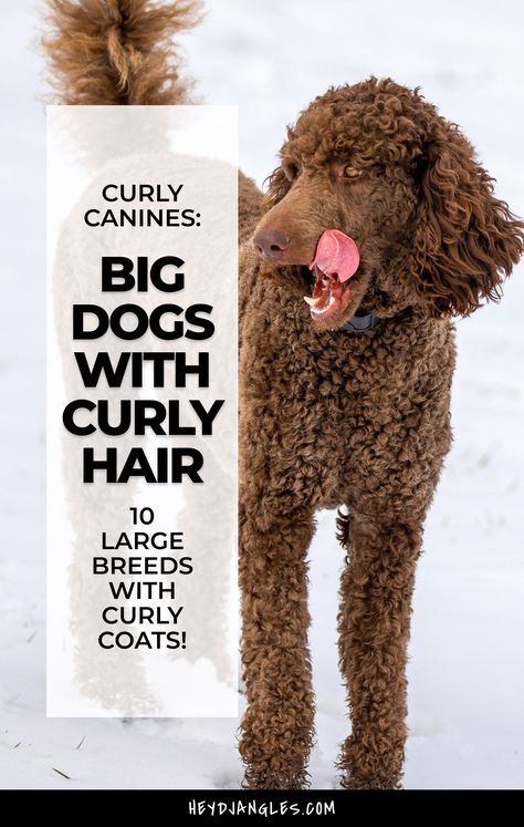 If you're a fan of big, lovable canines with gorgeous curly coats this post is for you!  From gentle giants to active companions, check out 10 beautiful big dogs with curly hair, right here! Curly Hair Dogs Breeds, Big Poodle Dogs, Dogs With Curly Hair, Big Poodle, Curly Dog, Poodle Cross Breeds, Poodle Mix Breeds, Curly Coated Retriever, Black Russian Terrier