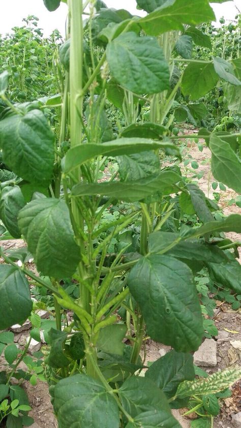 Cluster (Guar or Gawar) Beans -Indian variety Plant Leaves, Plants