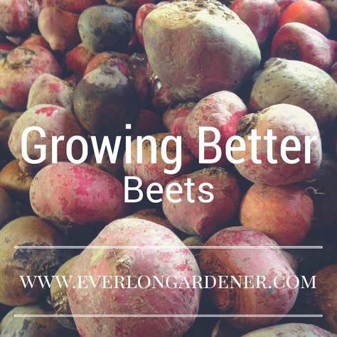 Grow better beets with these tips! Planting Beets, How To Grow Beets, Grow Beets, Beet Plant, Growing Tomatoes Indoors, Growing Beets, Winter Vegetables Gardening, Gardening Guide, Growing Tomatoes In Containers