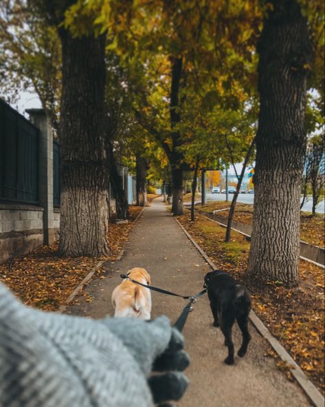 Dogs Walking Aesthetic, Autumn Dog Walk Aesthetic, Early Morning Dog Walk, Walk Dogs Aesthetic, Dogs Vision Board, Walking Dogs Aesthetic, November Vibes Aesthetic, Fall Aesthetic November, Aesthetic October Wallpaper