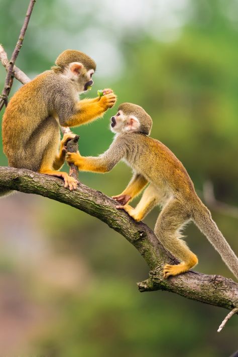 Monkey Symbolism in Native America Squirrel Monkey, Wild Animals Photography, Africa Animals, Primates, Animal Planet, Nature Animals, Monkeys, Spirit Animal, Animal Kingdom