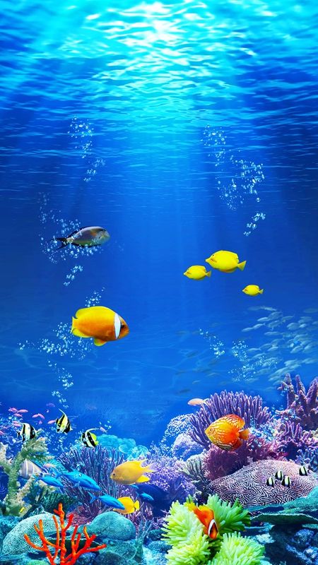 Ocean Wallpapers, Ocean Life Photography, Aquarium Live Wallpaper, Live Fish Wallpaper, Underwater Wallpaper, Fish Background, Underwater Painting, Underwater Scene, Frutiger Aero