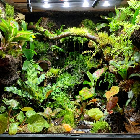 Paludarium Dart Frog, Bioactive Gecko Enclosure, Cool Gecko Tanks, Bioactive Dart Frog Vivarium, Dart Frogs Vivarium, Dart Frog Vivarium Waterfall, Bioactive Snake Tank, Frog Tank Aesthetic, Bioactive Aquarium