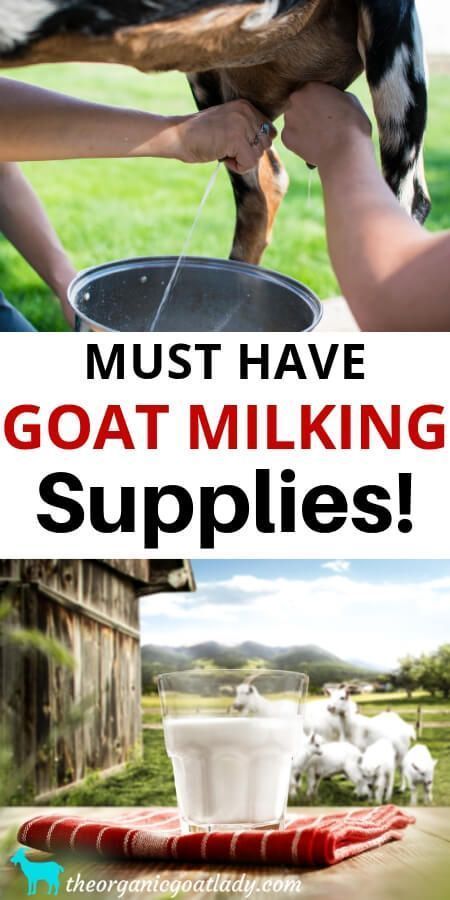 Goats For Beginners, Milking Goats, Goat Milking Stand, Milk Goats, Keeping Goats, Goat Health, Goat Milking, Goat Pen, Goat Milk Recipes