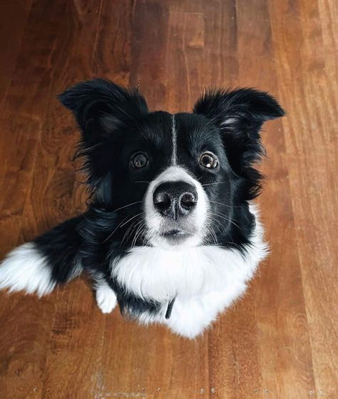 Male Vs. Female Border Collie: Can You Handle Them? Short Haired Border Collie, Border Collie Merle, Border Collie Humor, Border Collie Colors, White Border Collie, Male Vs Female, Smooth Collie, Cute Borders, Border Collie Puppies