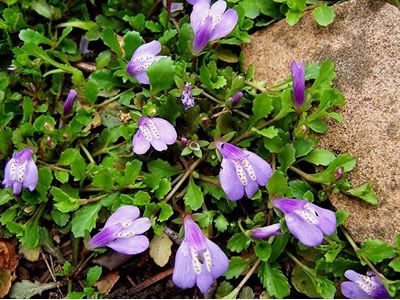 Mazus Reptans, Southern Living Plant Collection, Southern Living Plants, Bog Garden, Buy Plants Online, Crape Myrtle, Ground Cover Plants, 10 Count, Buy Plants