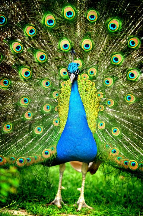 This 2832 x 4256 px stock photo is perfect for projects involving beautiful, beauty, and bird. Peacock Front View, Real Peacock Images, Peacock Facts, Starry Night Pattern, Dancing Peacock, Indian Peacock, Night Pattern, Peacock Images, Peacock Photos