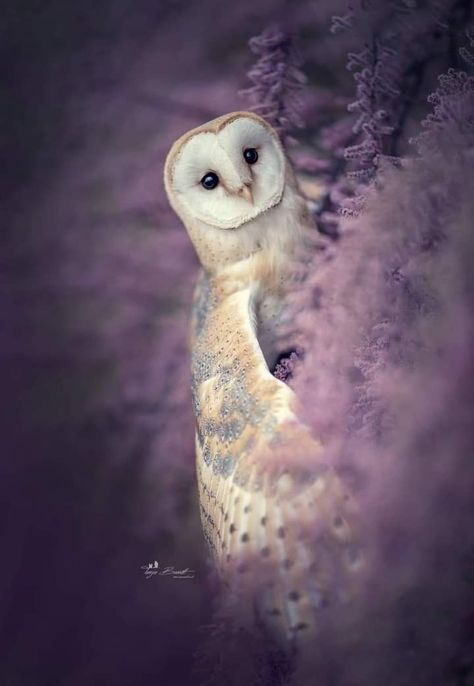 Cute Owl Aesthetic, Owl Asthetic, Barn Owl Aesthetic, Barn Owl Photography, Owls Aesthetic, Aesthetic Owl, Barn Owl Drawing, Owl Wallpaper Iphone, Owl Aesthetic