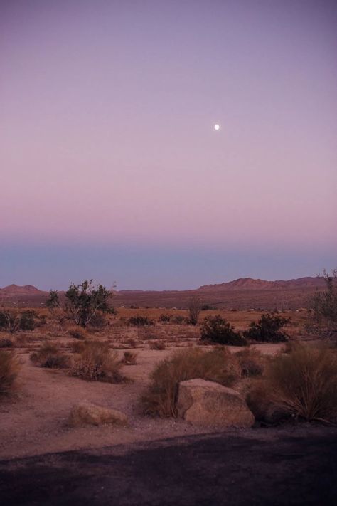 Sharing honest reflections of a weekend in Palm Springs in my Palm Springs travel guide 🌴 My Palm Springs travel diary features everything I loved and didn’t love about my trip to the California desert. Joshua Tree National Park is my favorite part of the area—so worth the drive to Twentynine Palms California for this breathtaking Joshua Tree photoshoot. #joshuatree #palmsprings Palm Springs Scenery, California Joshua Tree, Palm Trees Desert, Palm Tree California, Joshua Tree Night, Palm Springs Trip, Palm Springs Picture Ideas, California Desert Aesthetic, Joshua Tree Wallpaper