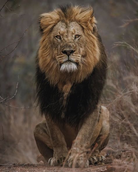 Wilderness South Africa, African Animals Photography, Lion Photography, Lions Photos, Amazing Animal Pictures, Lion Paw, Lion Wallpaper, Male Lion, Lion Images