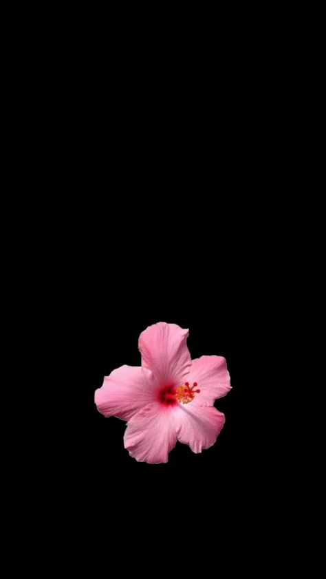 Flowers Black Background, Pink Flowers Wallpaper, Simple Phone Wallpapers, Iphone Black, Homescreen Iphone, Butterfly Drawing, Hello Kitty Iphone Wallpaper, Matching Wallpaper, Summer Wallpaper