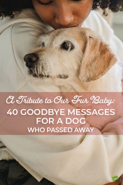 Poems For Dogs That Passed, Dog Quotes Saying Goodbye, Message From Dog In Heaven, Quotes For A Dog That Passed, Rip Pet Quotes Dogs, Quotes For Passed Dogs, Pet Goodbye Quotes, Letter To My Dog In Heaven, Goodbye To Pets Dogs