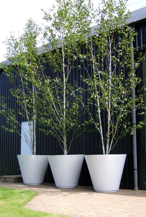 Potted Trees Patio, Birch Trees Garden, Landscaping Modern, Gemüseanbau In Kübeln, Garden Troughs, Patio Trees, Hanging Planters Indoor, Garden Shrubs, Modern Landscape