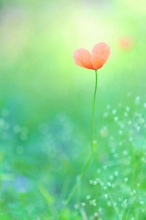 Heart In Nature, I Love Heart, Water Droplets, Heart Art, Happy Sunday, Belle Photo, Nature Beauty, Mother Nature, Flower Power