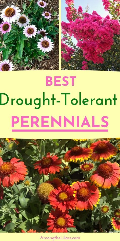 Zone 9 Perennials Full Sun, Drought Tolerant Flowering Shrubs, Full Sun Drought Tolerant Perennials, Best Perennials For Full Sun, Full Sun Drought Tolerant Plants, Xeriscape Ideas, Perennials Low Maintenance, Low Maintenance Perennials, Zone 9b