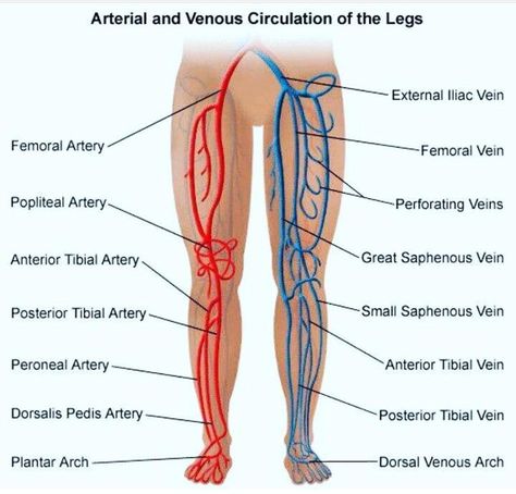 Arteries and veins of leg Arteries Anatomy, Vascular Ultrasound, Varicose Vein Remedy, Diagnostic Medical Sonography, Leg Veins, Interventional Radiology, Venous Insufficiency, Arteries And Veins, Human Anatomy And Physiology