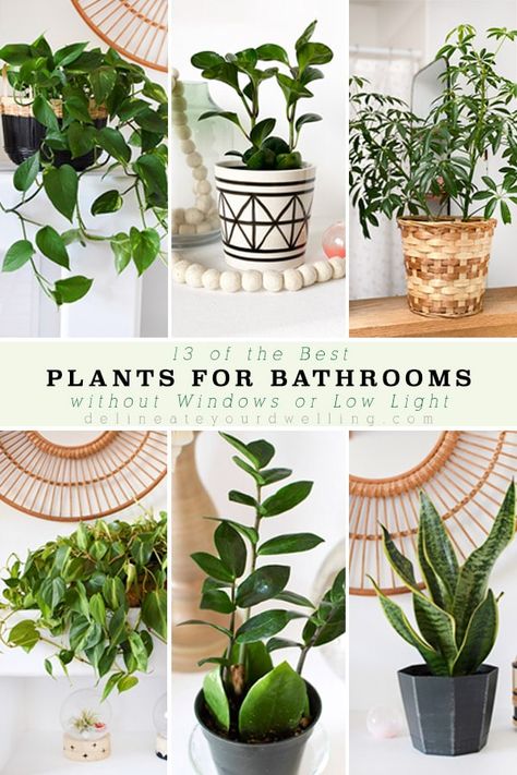 Bathrooms Plants, Household Plants, Inside Plants, Best Plants, Best Indoor Plants, Low Light Plants, Bathroom Plants, House Plants Decor, House Plants Indoor