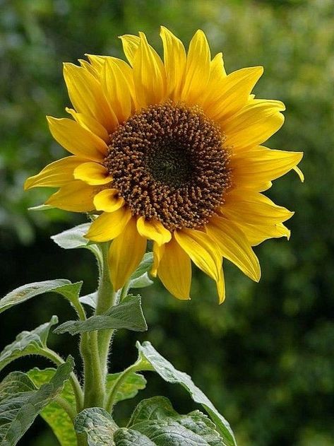 Sunflower Watercolor Painting, Sunflower Images, Sunflower Photography, Planting Sunflowers, Sunflowers And Daisies, Matka Natura, Sunflower Pictures, White Sunflowers, Sunflower Garden