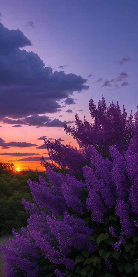 Purple Nature Wallpaper, Washington Lilacs, Sky And Sunset, Nature Purple, Lilac Sky, Night Sky Photography, Iphone Wallpaper Landscape, Cute Summer Wallpapers, Aesthetic Wallpaper Iphone