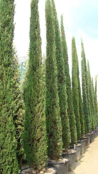 Italian Cypress Trees, Italian Cypress, Cupressus Sempervirens, Tuscan Landscaping, Exquisite Gardens, Mediterranean Landscaping, Conifer Trees, London Garden, Specimen Trees