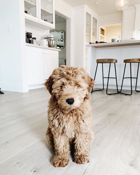 If you are looking for an engaging, family-friendly dog who won’t take up too much space on the couch, then the Miniature Goldendoodle (A.K.A. Mini Groodle) might be the perfect match for you.This hybrid dog originated from two purebred breeds, the Golden Retriever and the Miniature Poodle, and... Miniature Goldendoodle, Goldendoodle Miniature, Ras Anjing, Family Friendly Dogs, Mini Goldendoodle Puppies, Hybrid Dogs, Mini Goldendoodle, Goldendoodle Puppy, Haiwan Peliharaan