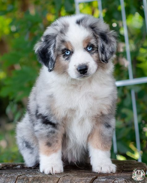 Miniature American Shepherd Puppy, American Shepherd Puppy, Austrian Shepherd, Mini American Shepherd, Happy Puppies, Mini Aussie Puppy, Cute Puppy Photos, Australian Shepherd Blue Merle, Miniature American Shepherd