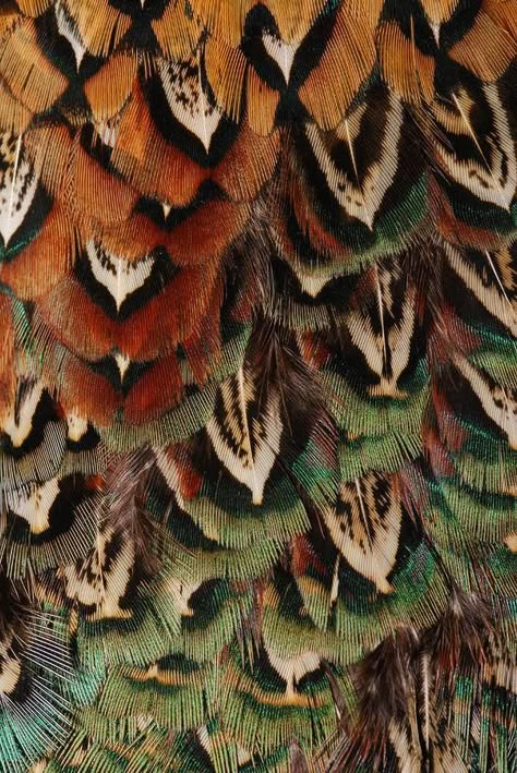 Farb-und Stilberatung mit www.farben-reich.com - Pheasant Pheasant Color Palette, Nature Patterns, Dream Catcher Art, Pheasant Feather, Mood Images, Curious Creatures, Pheasant Feathers, Color Inspo, Animal Skin