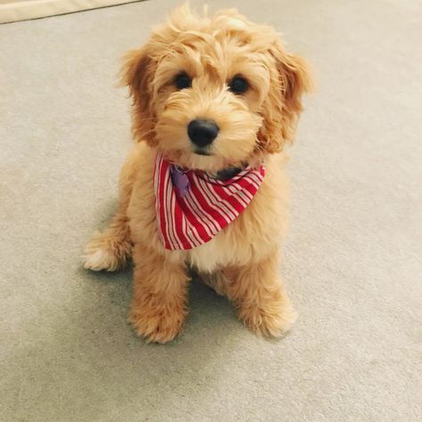 8 Things to Know About the Miniature Goldendoodle #miniaturegoldendoodle #cutepuppies #goldendoodle - DOGBEAST Toy Goldendoodle, Miniature Goldendoodle, Mini Doodles, Goldendoodle Miniature, Family Friendly Dogs, Friendly Dogs, Mini Goldendoodle Puppies, Goldendoodle Puppies, Hybrid Dogs