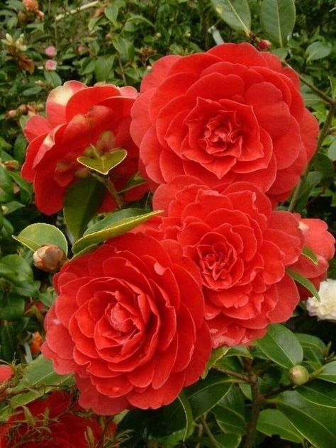 https://www.facebook.com/flowers.143myinspiration/photos/a.741695622650503/1301423076677752/?type=3&theater Red Camellia Flower, Camelia Japonica, Different Types Of Seeds, Red Camellia, Camellia Japonica, Seed Packaging, Camellia Flower, Gardening Advice, Organic Plants