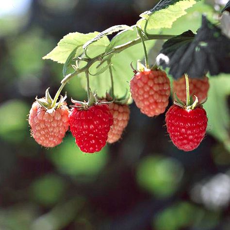 . Trellising Raspberries, Raspberry Sorbet Recipe, Raspberry Bushes, Yellow Fruits, Raspberry Bush, Growing Raspberries, Types Of Berries, Raspberry Plants, Ipad Drawing