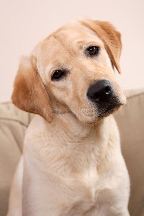 Yellow Labs Dogs, Pitbull Boxer, Labrador Noir, Dog Pillows, Labrador Dogs, Yellow Labs, Psy I Szczenięta, Yellow Labrador Retriever, Black Labrador Retriever