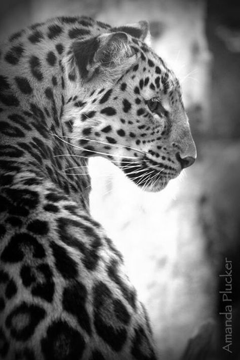 Jaguar profile Jaguar Profile, Panther Cat, Amazing Animal Pictures, Cute Pets, Cheetahs, Izu, Side Profile, Large Cats, African Animals