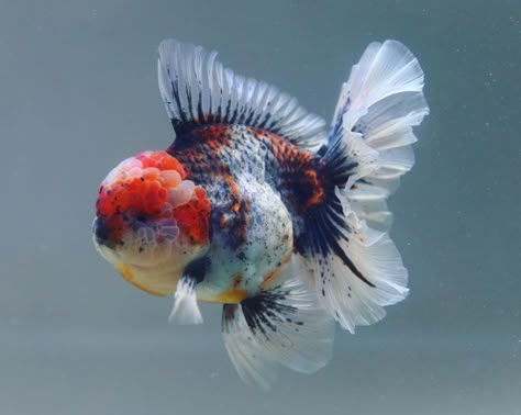 Goldfish Wallpaper, Common Goldfish, Goldfish Types, Goldfish Food, Oranda Goldfish, Pet Goldfish, Fancy Goldfish, Goldfish Tank, Goldfish Pond