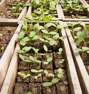 Use this Soil block recipe to eliminate plastic seedling trays. Soil blockers are ecological alternatives if you find yourself starting masses of seeds. Soil Blocks, Seed Starting Soil, Bucket Gardening, Seed Pots, Green Diy, Fall Vegetables, Farm Stuff, Veg Garden, Garden Sheds