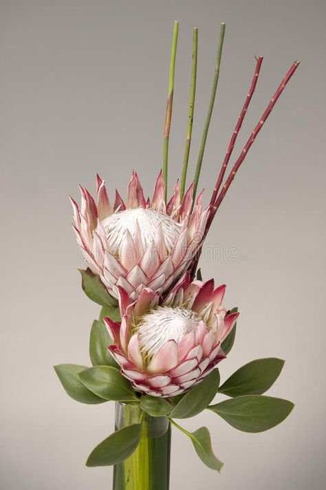 Flower Photography Art, King Protea, Modern Flower Arrangements, Language Of Flowers, Modern Flower, Stock Photography Free, Learn To Paint, Earth Day, Go Green