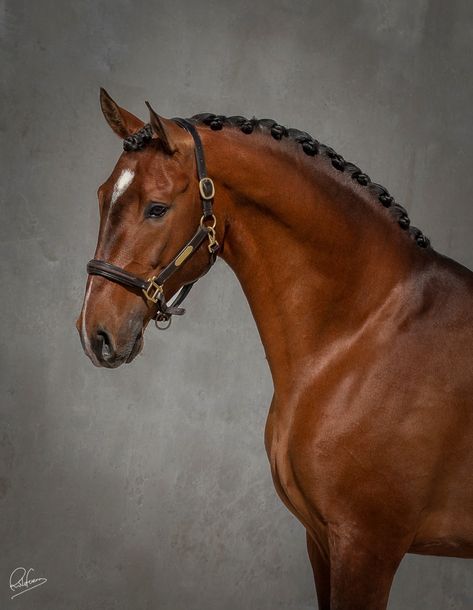 Horse Head Photography, Horses Aesthetic, Equine Photography Poses, Lusitano Horse, Mixing Paint Colors, Horse Reference, Abstract Horse, Horse Aesthetic, Horse Drawings