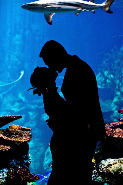 Zoo Pictures, Aquarium Photos, Aquarium Pictures, Pittsburgh Wedding Venues, Fish Tank Themes, Aquarium Wedding, Reception Bride, Zoo Wedding, Instagram Couples