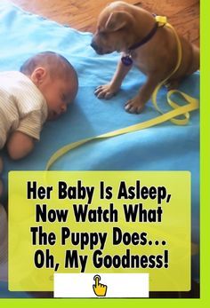 Boxer Dog Puppy, Cute Dog Quotes, Sleepy Puppy, Puppies Videos, Adorable Puppy, Cute Funny Dogs, Baby Puppies, Dog Quotes, Dog Training Tips