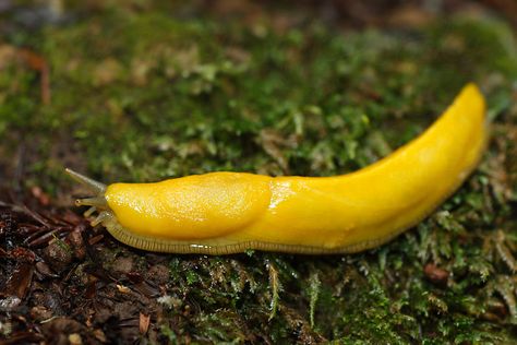 A Banana slug in California's Big Basin Redwoods State Park. Banana Slugs, Yellow Slime, Banana Slug, Big Basin, Mushroom Costume, Cerámica Ideas, Color Vibe, Little Critter, Arachnids