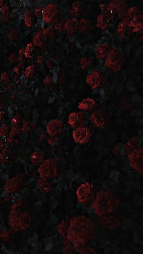 Wallpapers Roses, Roses In The Garden, Whats Wallpaper, Dark Red Roses, Flower Background Images, Dark Red Wallpaper, Rosé Aesthetic, Black Roses, Dark Flowers