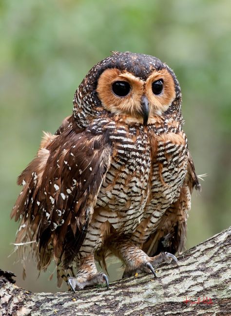 malaysian wood owls | ... BIRDS - Malaysia birds paradise: The Spotted Wood Owl (Strix seloputo Owl Quilts, Owl Species, Saw Whet Owl, Awesome Owls, Tawny Owl, Wood Owls, Owl Photos, Owls Drawing, Owl Pictures